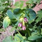 20 PCS Seeds Honeywort Blue Shrimp Plant Seeds Blue Wax Flowers 20 PCS Seeds Honeywort Blue Shrimp Plant Seeds Blue Wax Flowers