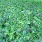 20 PCS Seeds Honeywort Blue Shrimp Plant Seeds Blue Wax Flowers