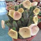 1 PCS Seeds Hoodia gordonii Seed South African Weight Loss Plant 1 PCS Seeds Hoodia gordonii Seed South African Weight Loss Plant