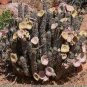 1 PCS Seeds Hoodia gordonii Seed South African Weight Loss Plant