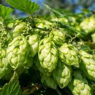 100 PCS Seeds Hops Humulus lupulus Bonsai