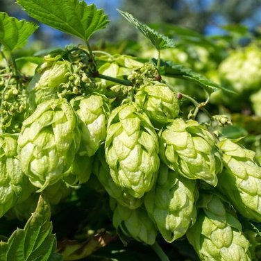 100 PCS Seeds Hops Humulus lupulus Bonsai