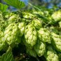 100 PCS Seeds Hops Humulus lupulus Bonsai