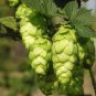 100 PCS Seeds Hops Humulus lupulus Bonsai
