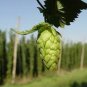 100 PCS Seeds Hops Humulus lupulus Bonsai