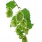 100 PCS Seeds Hops Humulus lupulus Bonsai