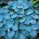 200 PCS Seeds Hosta Blue Color