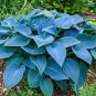 200 PCS Seeds Hosta Blue Color