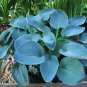 200 PCS Seeds Hosta Blue Color