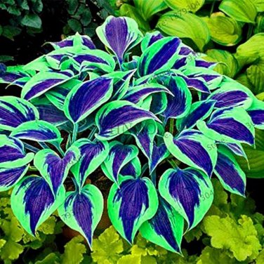 200 PCS Seeds Hosta Bonsai Perennials Plantain Beautiful Lily Flower