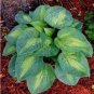 200 PCS Seeds Hosta Bonsai Perennials Plantain Beautiful Lily Flower