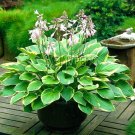 100 PCS Seeds Hosta Bonsai Perennials Plantain Beautiful Lily Flower White Lace Home Garden 100 PCS Seeds Hosta Bonsai Perennials Plantain Beautiful Lily Flower White Lace Home Garden