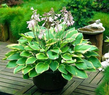 100 PCS Seeds Hosta Bonsai Perennials Plantain Beautiful Lily Flower White Lace Home Garden