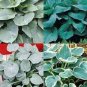 100 PCS Seeds Hosta Bonsai Perennials Plantain Beautiful Lily Flower White Lace Home Garden
