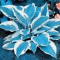 100 PCS Seeds Hosta Bonsai Perennials Plantain Beautiful Lily Flower White Lace Home Garden