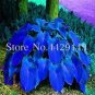 100 PCS Seeds Hosta Bonsai Perennials Plantain Beautiful Lily Flower White Lace Home Garden
