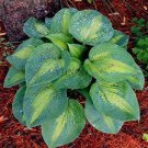 200 PCS Seeds Hosta Bonsai Perennials Plantain Rare Lily Flower White