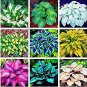 200 PCS Seeds Hosta Bonsai Perennials Plantain Rare Lily Flower White