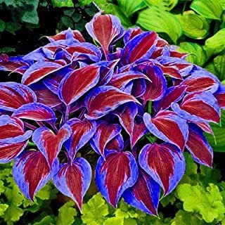 150 PCS Seeds Hosta Flower Garden Perennials Ornamental Lily Shade Hosta Plants