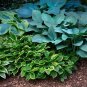 150 PCS Seeds Hosta Flower Garden Perennials Ornamental Lily Shade Hosta Plants