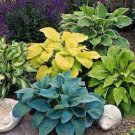 200 PCS Seeds Hosta Fragrant Plantain Lily Bonsai Perennial Flower