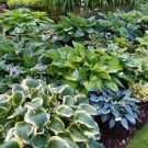200 PCS Seeds Hosta Fragrant Plantain Lily Bonsai Perennial Flower for Home