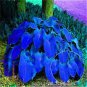 200 PCS Seeds Hosta Fragrant Plantain Lily Bonsai Perennial Flower for Home