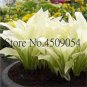 200 PCS Seeds Hosta Fragrant Plantain Lily Bonsai Perennial Flower for Home
