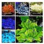 200 PCS Seeds Hosta Fragrant Plantain Lily Bonsai Perennial Flower for Home