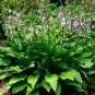 200 PCS Seeds Hosta Plant Seeds Perennials Plantain Flower