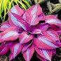 200 PCS Seeds Hosta Plant Seeds Perennials Plantain Flower