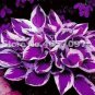 200 PCS Seeds Hosta Plant Seeds Perennials Plantain Flower