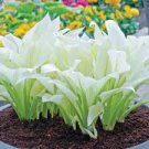 100 PCS Seeds hosta plants, hosta seeds, bonsai flower