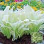 100 PCS Seeds hosta plants, hosta seeds, bonsai flower