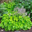 100 PCS Seeds Hosta Plants,Hosta 'Whirl Wind', hosta Flower,Flowers Seedling Outdoor 100 PCS Seeds Hosta Plants,Hosta 'Whirl Wind', hosta Flower,Flowers Seedling Outdoor