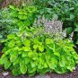 100 PCS Seeds Hosta Plants,Hosta 'Whirl Wind', hosta Flower,Flowers Seedling Outdoor