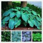 100 PCS Seeds Hosta Plants,Hosta 'Whirl Wind', hosta Flower,Flowers Seedling Outdoor