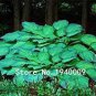 100 PCS Seeds Hosta Plants,Hosta 'Whirl Wind', hosta Flower,Flowers Seedling Outdoor