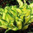 200 PCS Seeds Hosta Seed Perennials Bright Green Leaves with White Edge