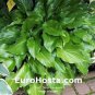 200 PCS Seeds Hosta Seed Perennials Bright Green Leaves with White Edge