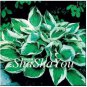 200 PCS Seeds Hosta Seed Perennials Bright Green Leaves with White Edge