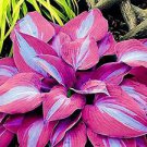 200 PCS Seeds Hosta Seed Perennials Rose Red Leaves with White Edge