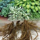 200 PCS Seeds Hosta Plants Perennials Plantain Flower Bonsai Rare Lily Flower