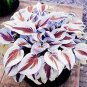 200 PCS Seeds Hosta Plants Perennials Plantain Flower Bonsai Rare Lily Flower