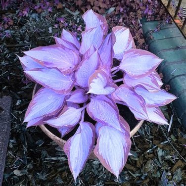 200 PCS Seeds Hosta Seeds 2 Colors Available