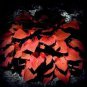 200 PCS Seeds Hosta Seeds 2 Colors Available