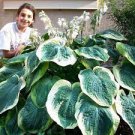 200 PCS Seeds Hosta Seeds Bright Fresh Green Color 200 PCS Seeds Hosta Seeds Bright Fresh Green Color