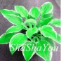 200 PCS Seeds Hosta Seeds Bright Fresh Green Color