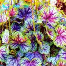 100 PCS Seeds hosta seeds Coleus plant seeds colorful flower bonsai