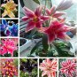 100 PCS Seeds hosta seeds Coleus plant seeds colorful flower bonsai